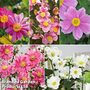 Japanese Anemone Collection