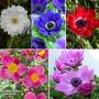 Japanese Anemone Mixed