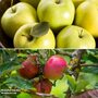 Apple Duo Family Tree