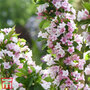 Weigela Towers of Flowers® 'Apple Blossom'