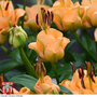 Lily 'Apricot Fudge'