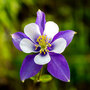 Aquilegia 'Blue Star'