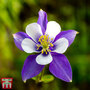 Aquilegia 'Blue Star'