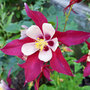 Aquilegia 'Crimson Star'