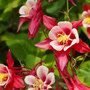 Aquilegia 'Red Star'