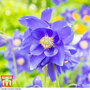 Aquilegia vulgaris