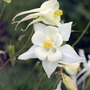 Aquilegia 'White Star'