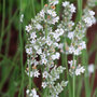 Lavender angustifolia 'Arctic Snow'