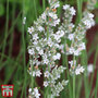 Lavender angustifolia 'Arctic Snow'