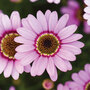 Argyranthemum 'GranDaisy Pink'