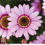 Argyranthemum 'GranDaisy Pink'