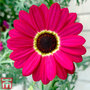 Argyranthemum 'GranDaisy Ruby'