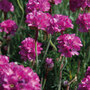 Armeria maritima 'Düsseldorfer Stolz'