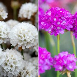 Armeria 'Dreameria Dreams Duo'