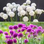 Armeria 'Dreameria Dreams Duo'