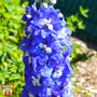 Delphinium 'King Arthur'