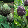 Globe Artichoke Duo