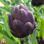 Globe Artichoke 'Purple Globe'