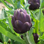 Globe Artichoke 'Purple Globe'