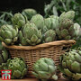 Globe Artichoke 'Green Globe Improved' F1 Hybrid