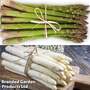 Asparagus 'Vittorio' (Spring Planting)