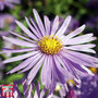 Aster x frikartii 'Mönch'