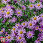 Aster 'Barbados' (Island Series)