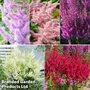 Nurserymans Choice Astilbe