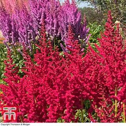 Astilbe chinensis 'Pearl' Collection