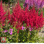Astilbe chinensis 'Hot Pearls'