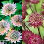 Astrantia Duo
