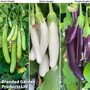 Aubergine 'Three Knight' F1 Recipe Seed Collection