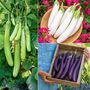Aubergine 'Three Knight Recipe Collection' F1