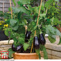 Aubergine 'Scorpio' (Grafted)