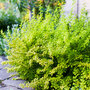 Berberis thunbergii 'Aurea'