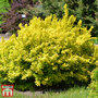 Berberis thunbergii 'Aurea'