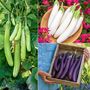 Aubergine 'Three Knight' F1 Recipe Seed Collection