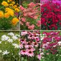 Autumn Bumper Perennial Collection