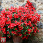 Rhododendron 'Rustica Hybrid Red' (Azalea Group)