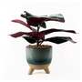 35cm Artificial Ficus Plant with Teal Blue Green Ceramic Planter
