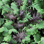 Kale 'Babyleaf Mix' - Seeds