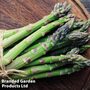 Asparagus 'Backlim'