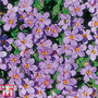 Bacopa 'Baristo® Blue'