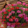 Geranium 'Balcon Mix'