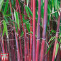 Umbrella Bamboo 'Asian Wonder'