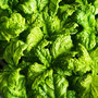 Basil 'Lettuce Leaf' - Seeds