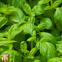 Basil 'Devotion' - Seeds