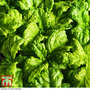 Basil 'Lettuce Leaf' - Seeds