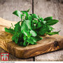 Organic Basil 'Classico' - Seeds
