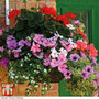 Summer Colour Nurseryman's Choice Hanging Basket Collection